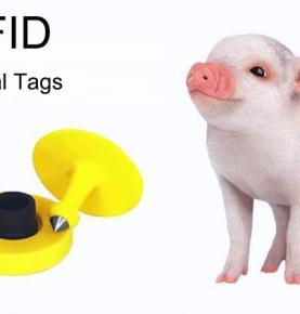 UHF RFID umístí ID kartu na prasata a sleduje jejich život od narození až po porážku